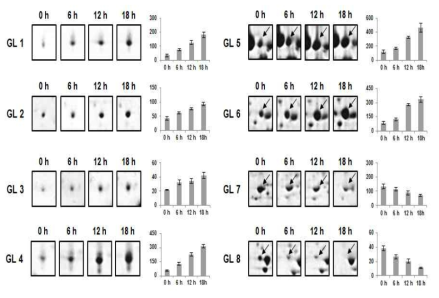 Enlarged views and quantitative analysis of differentially expressed proteins in ginseng leaves in response to salt stress