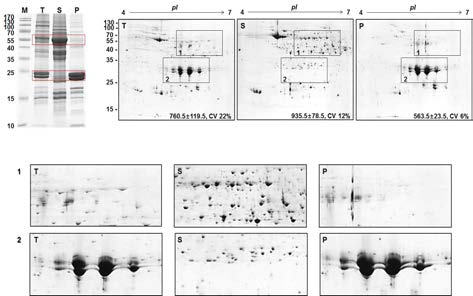 SDS-PAGE and 2D gel profiles of ginseng roots after PFT2. Enlarge view of 2D gels to depict a clearer picture of spots distribution in total (T), supernatant (S) and pellet (P) fractions. Similar to PFT1, PFT2 also resulted in fractionation of LAPs and HAPs in supernatant and pellet fractions respectively. However, the fractionation was more pronounced using PFT2