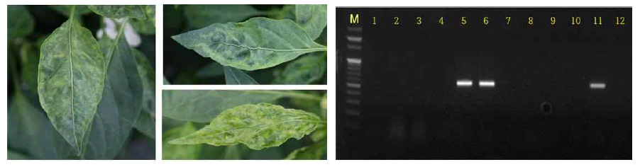 고추 바이러스증상 및 RT-PCR 검정(BBWV2)