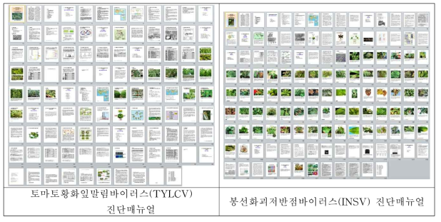 토마토황화잎말림바이러스와 봉선화괴저반점바이러스 진단 매뉴얼 개발