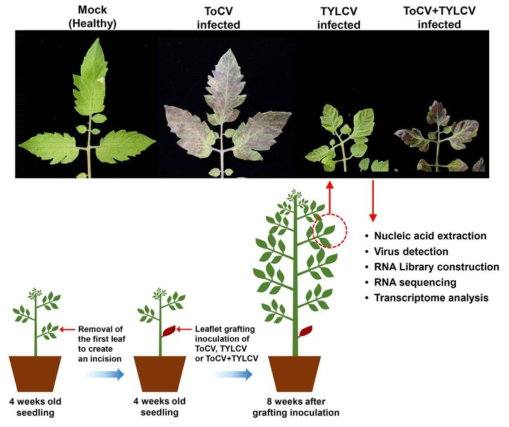 ToCV, TYLCV 및 두 바이러스 복합감염에 따른 증상과 이에 대한 유전체 분석