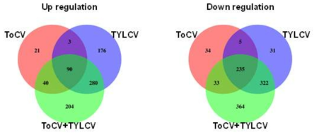 ToCV, TYLCV 및 두 바이러스 복합감염에 따른 MA plot과 DEG 분석 결과