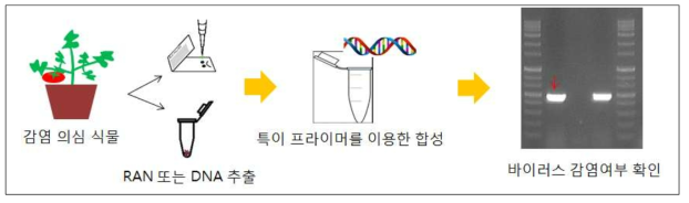 국가관리 바이러스 유전자 진단 시스템 모식도