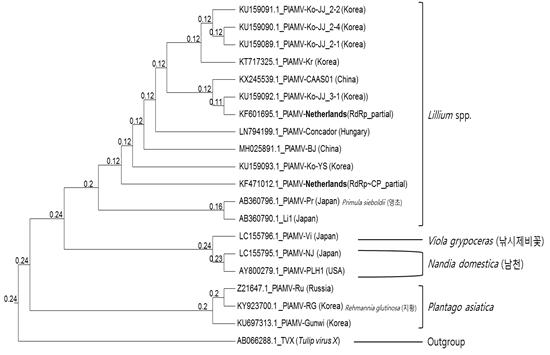 유전자 분석을 통한 국내 백합 PlAMV 계통 분석