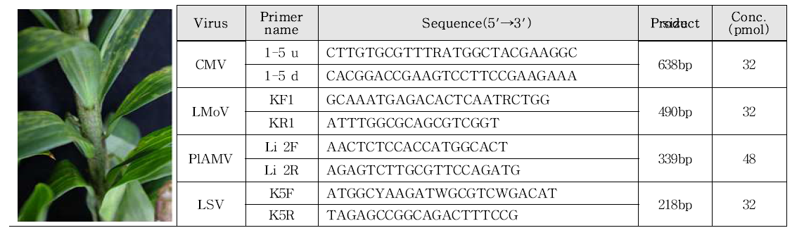 백합 바이러스 진단용 다중 검정 프라이머 제작 및 선발