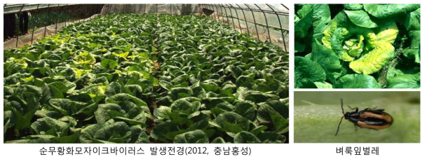 순무황화모자이크바이러스(TYMV, Turnip yellow mosaic virus) 발생 전경 및 매개충