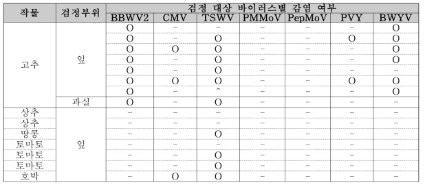 토마토반점위조바이러스 기주 작물 검정 및 기주현황(삼척시 미로면)