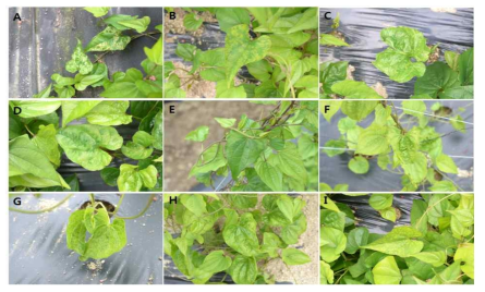 마 바이러스병 주요증상 A, B : 엽맥 변색, C, D : 모자이크, E, G, H : 황화, F : 엽 기형, I : 점무늬 황화