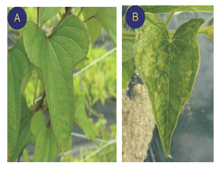 마 잎에서 발생하는 황화 및 줄무늬 증상의 바이러스 병징(A : 건전주, B : 이병주)