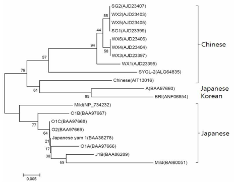 국내 마에 발생하는 JYMV 외피단백질 아미노산 서열을 이용한 유연관계 분석