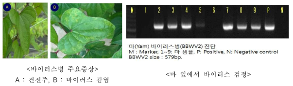 BBWV2 주요 증상 및 RT-PCR 검정