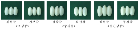 찰벼의 숙기별 수확시기에 따른 쌀 외관(6품종)