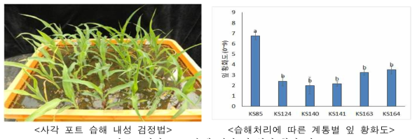 사각 포트 습해 검정 및 잎의 황화 정도