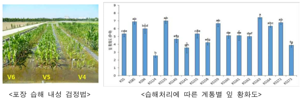 포장 습해 검정 및 잎의 황화 정도