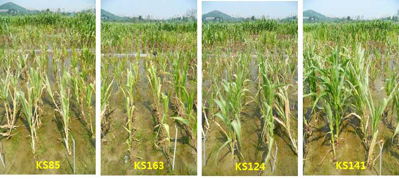 습해 내성 계통(KS85, KS163)과 습해 감수성 계통(KS124, KS141) 비교