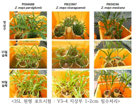 테오신트 교배종의 습해 처리 후 생육 광경