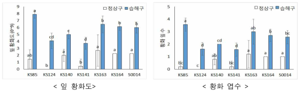 습해 처리에 따른 계통별 잎의 황화도 및 황화 엽수