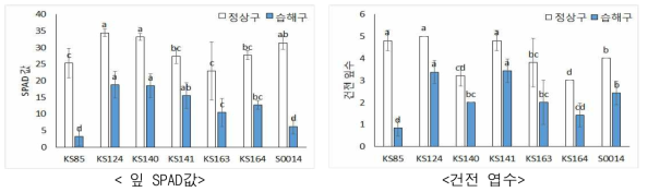 습해 처리에 따른 계통별 잎의 SPAD 값 및 건전 엽수