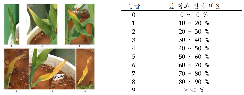 잎 황화 달관 평가를 위한 등급별 사진 및 잎의 황화 면적 비율
