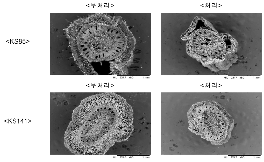 습해 처리 후 20일의 nodal root의 SEM 사진