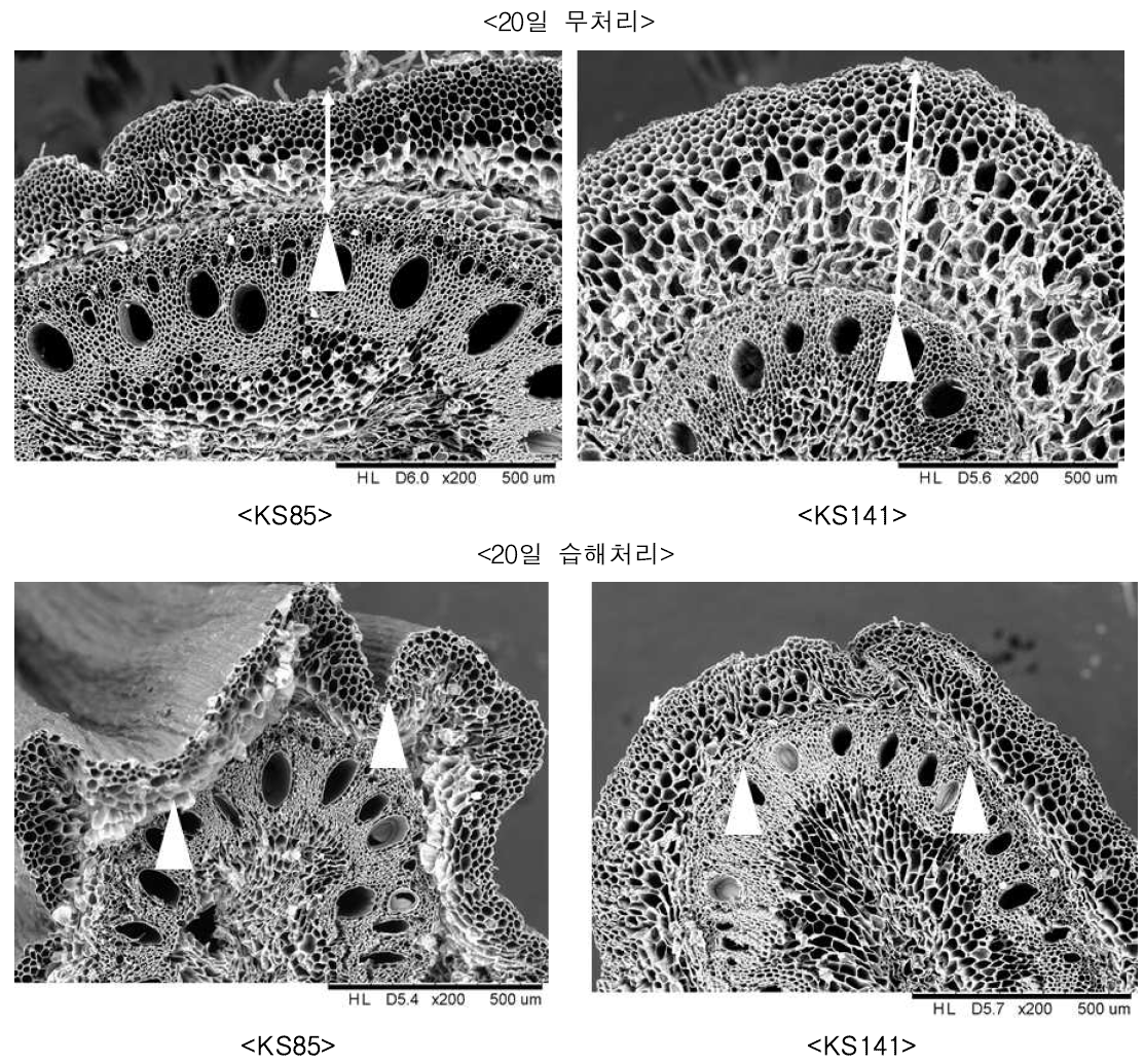 습해 처리 후 20일의 품종간 nodal root의 SEM 사진