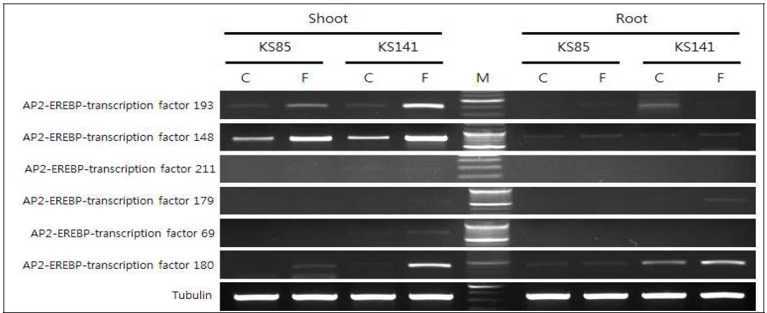 유묘기 습해처리에 의한 잎과 뿌리에서 ERF transcription factor 유전자 발현 양상
