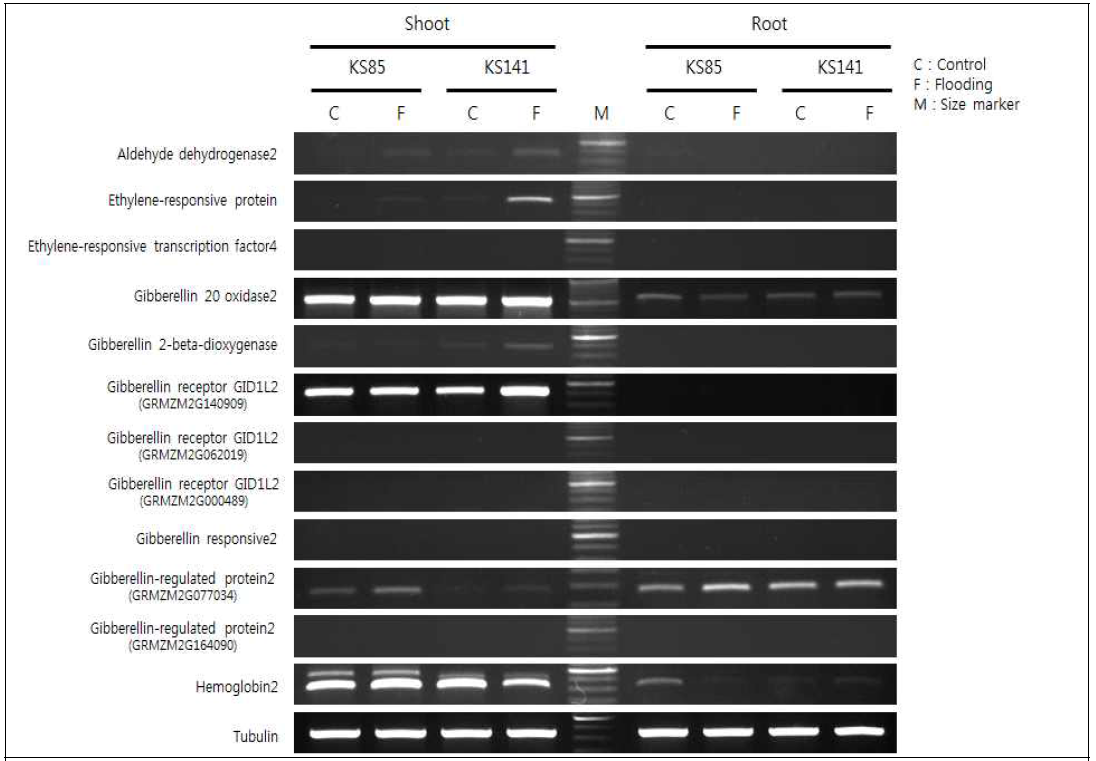 유묘기 습해처리에 의한 잎과 뿌리에서 GA 생합성 조절 유전자 발현 양상