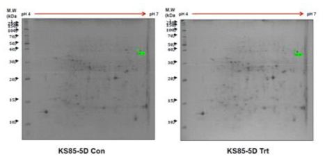 습해처리 후 KS85에서 증가한 1개 단백질 spot 및 동정