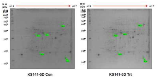 습해처리 후 KS85에서 감소한 5개 단백질 spot