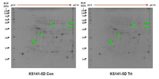 습해처리 후 KS141에서 증가한 5개 단백질 spot