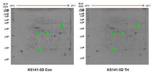습해처리 후 KS141에서 감소한 6개 단백질 spot