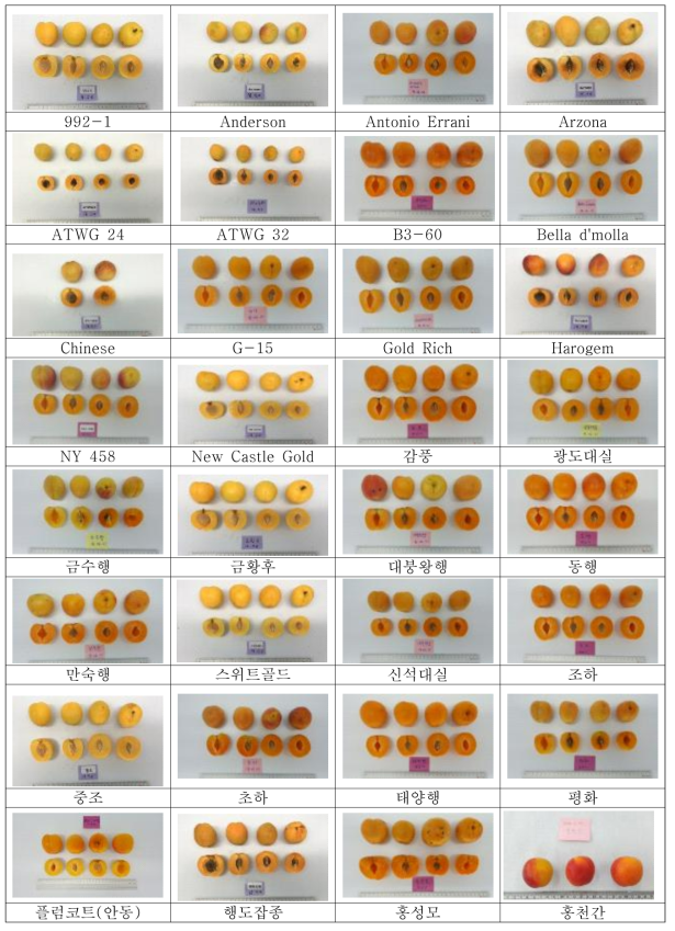 살구 유전자원 품종별 과실 사진