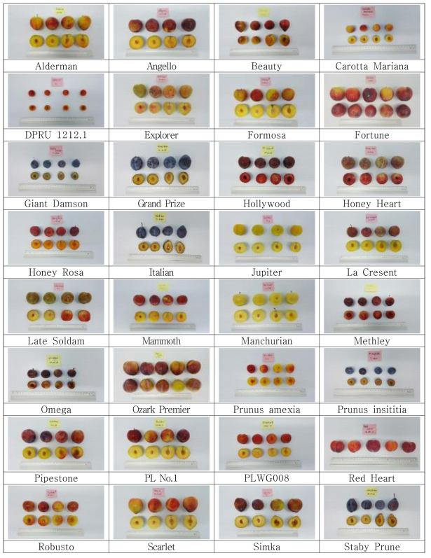 자두 유전자원 품종별 과실 사진