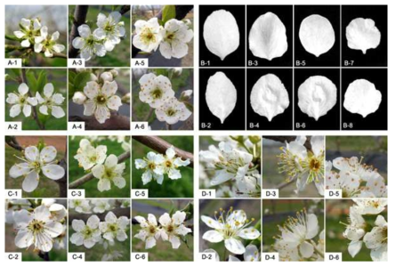 Different shapes in four flower characteristics. A, arrangement of petals; A-1 and A-2, free; A-3 and A-4, touching; A-5 and A-6, overlapping; B, petal shape; B-1 and B-2, elliptic; B-3 and B-4, obovate; B-5 and B-6, circular; B-7 and B-8, oblate; C, undulation of margin in petal; C-1 and C-2, weak; C-3 and C-4, medium; C-5 and C-6, strong; D, stigma position in relation to anthers; D-1 and D-2, below; D-3 and D-4, same level; D-5 and D-6, above