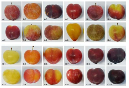Different shapes and colors of fruit. A, fruit shape; A-1 and A-2, elliptic; A-3 and A-4, circular; A-5 and A-6, oblate; A-7 and A-8, cordate; B, fruit symmetry; B-1 and B-2, symmetric or slightly asymmetric; B-3 and B-4, asymmetric; C, over color of fruit skin; C-1 and C-2, yellow; C-3 and C-4, orange yellow; C-5 and C-6, medium red; C-7 and C-8, dark red; C-9 and C-10, purple; C-11 and C-12, black