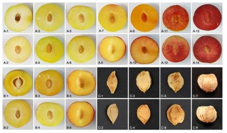 Different types of fruit flesh and stones. A, flesh color; A-1 and A-2, whitish; A-3 and A-4, green; A-5 and A-6, yellowish green; A-7 and A-8, yellow; A-9 and A-10, orange; A-11 and A-12, medium red; A-13 and A-14, dark red; B, adherence of stone to fruit flesh; B-1 and B-2, non-adherent; B-3 and B-4, semi-adherent; B-5 and B-6, adherent; C, stone shape in lateral view; C-1 and C-2, narrow elliptic; C-3 and C-4, medium elliptic; C-5 and C-6, circular; C-7 and C-8, broad ovate