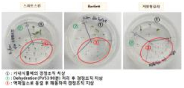 작은 방울 유리화법 처리 후 경정조직의 모습