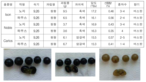 머스카다인 포도 과실 특성