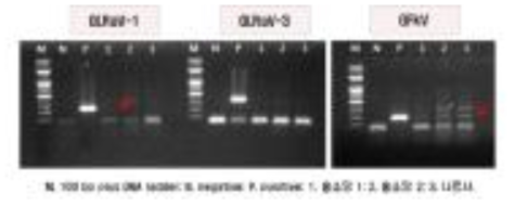 포도 기내도입 품종의 바이러스 진단 결과(무병화 처리 전)