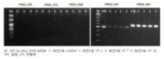 배 ‘배연3호’ VF 유식물체의 품종 판별 결과