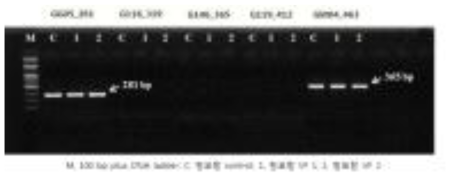 포도 ‘청포랑’ VF 유식물체의 품종 판별 결과