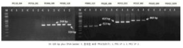 선발 VF ‘PR1’ 유식물체의 품종 판별 결과