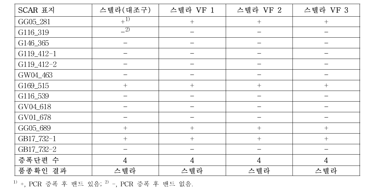 분자표지를 이용한 포도 ‘스텔라’ 무병묘의 품종 확인 결과