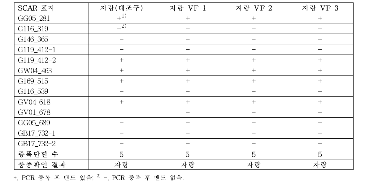 분자표지를 이용한 포도 ‘자랑’ 무병묘의 품종 확인 결과