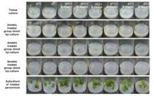 처리군별 생장점 배양 및 기내 배양