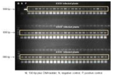 ‘만수’ 기내 식물체의 바이러스 진단을 통한 ASGV 감염 확인