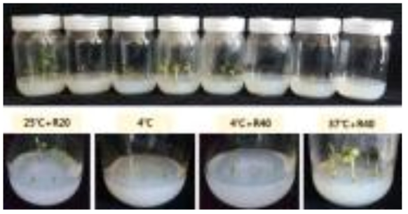 열처리, 한냉처리, 항바이러스제 단독 및 복합처리(4주 간) 후 식물체의 모습