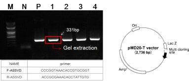 사과 홍로 품종에서 수집된 ASSVd의 RT-PCR 검정 및 클로닝 결과