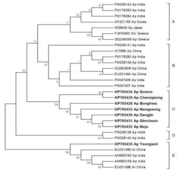 사과 홍로 품종에서 수집된 ASSVd 유전자의 계통분석