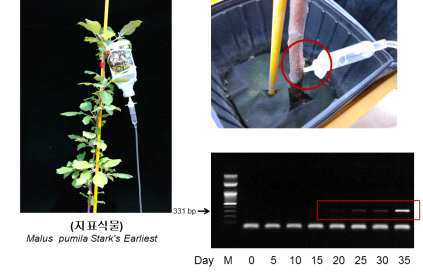 ASSVd infectious clone을 이용한 지표식물의 ASSVd 감염여부
